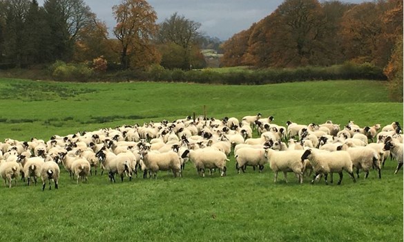 a flock of sheep grazing in a field